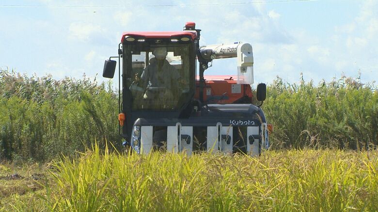 “節水型乾田直播”の田んぼで稲刈り