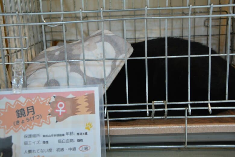 タオルを被ってしまった鏡月。残念ながらご縁はなかった