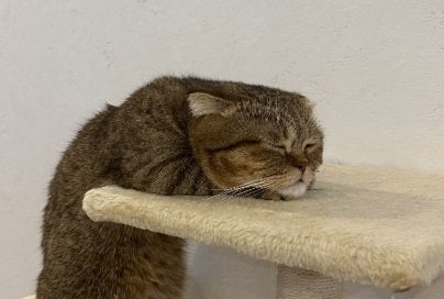 ぐったり顔のたぬ吉くん