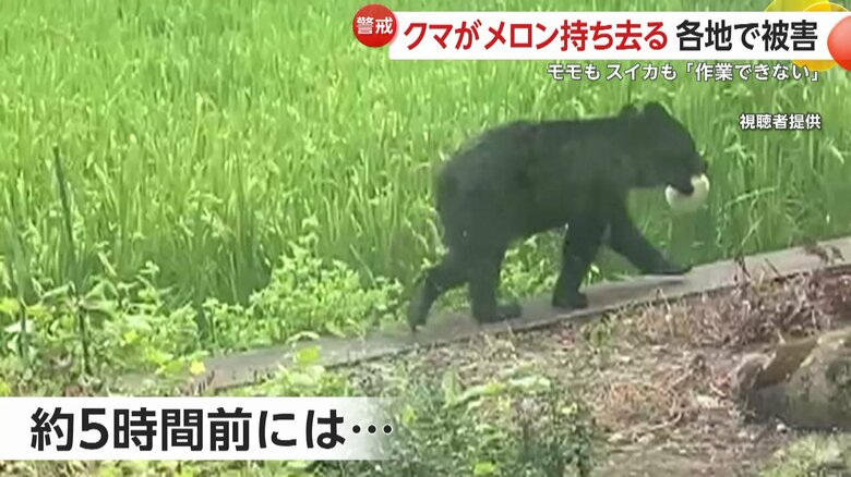 岩手・矢巾町でメロンを持ち去るクマ