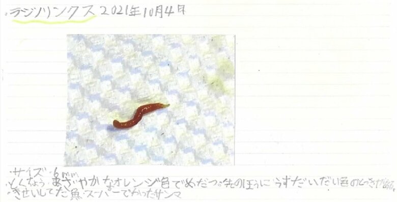 購入したサンマから見つけたラジノリンクス（図鑑内より抜粋）