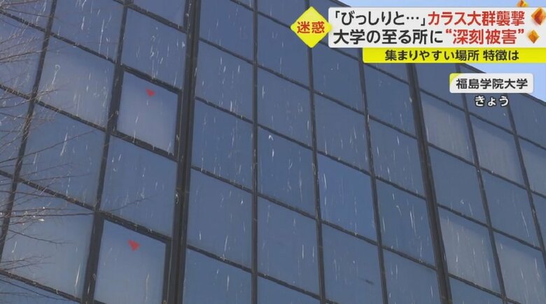 窓ガラスにも白いふんが至る所にこびりついている