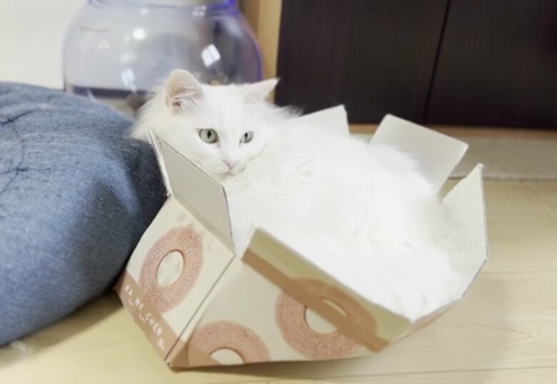 それでも気に入っている？