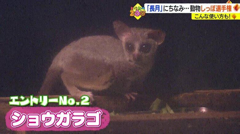 エントリーNo.2　ショウガラゴ