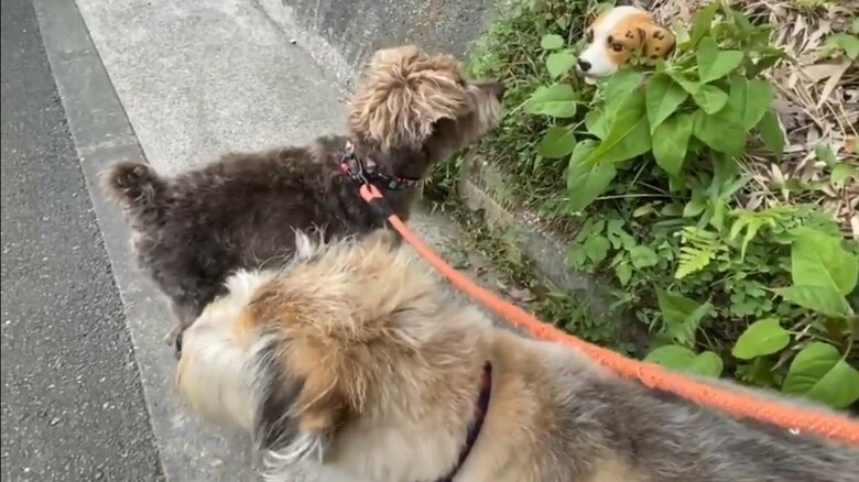 置物に夢中な兄犬くん、素知らぬ様子の妹犬ちゃん