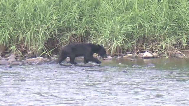 子熊とみられる（2025年6月30日撮影）