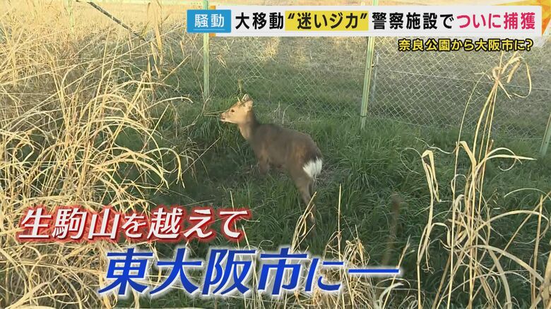 東大阪に