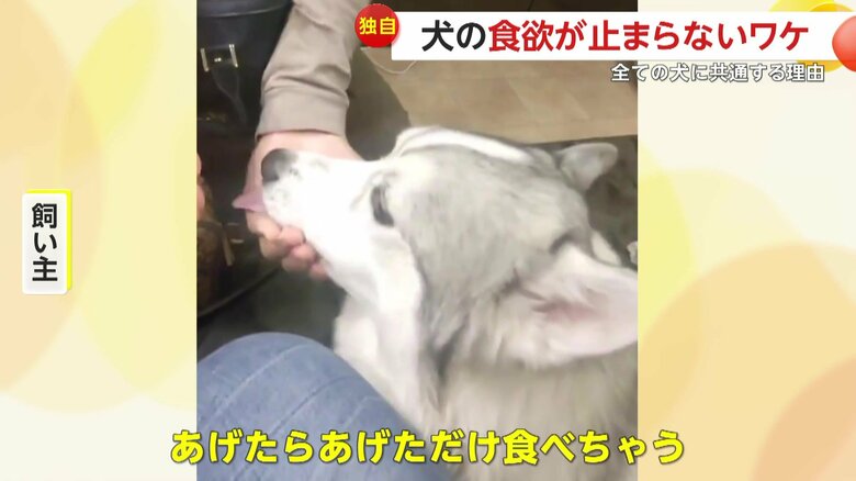 いくらでも食べてしまうという琥珀くん（提供：コハクヌシ）