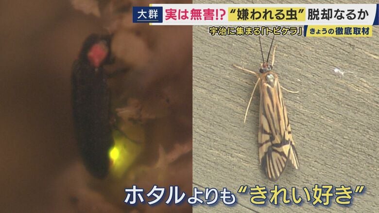 ホタルよりもきれい好き