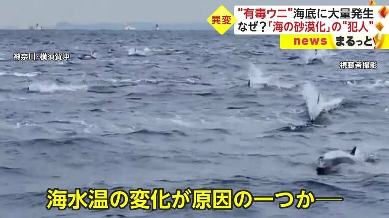 2023年に入り、珍しい生物の目撃情報や大量発生など、海の異変が相次いでいる