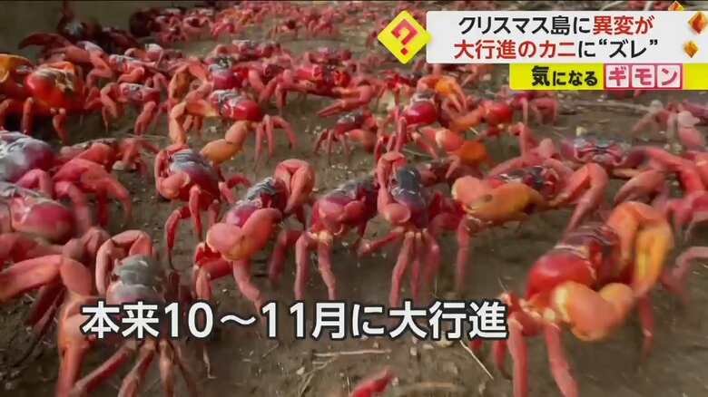 産卵に向けて島の内陸から一斉に海に向かうアカガニ
