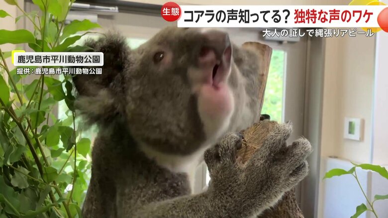 鳴き声をあげるライトくん