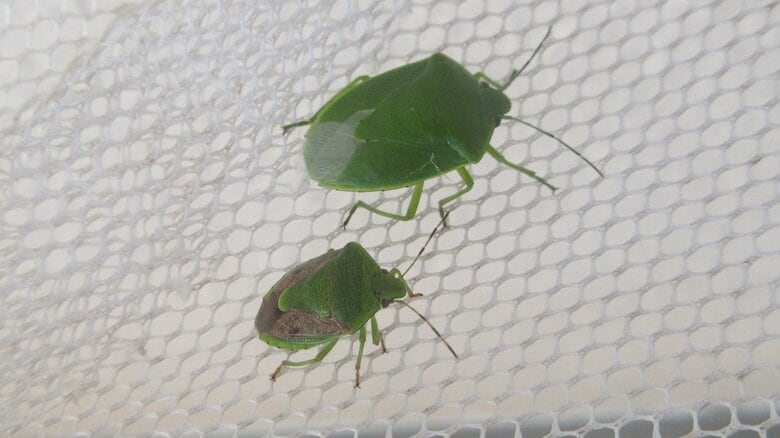 カメムシが集まる可能性も…（提供：新谷さん）