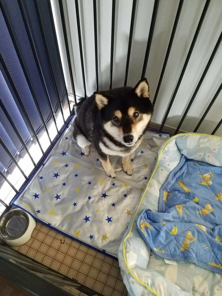 お留守番「僕を置いていくの？」といった表情