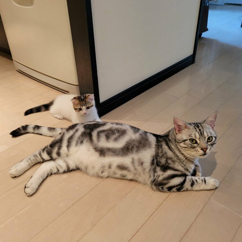 手前：わらびくん　奥：よもぎちゃん