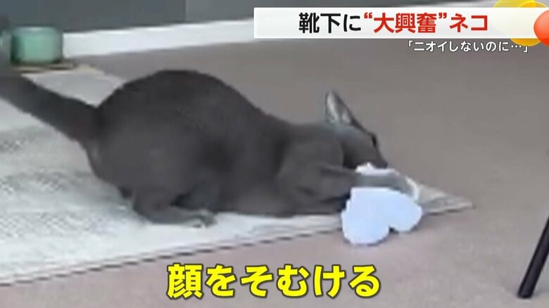 （belle_0920_belle）