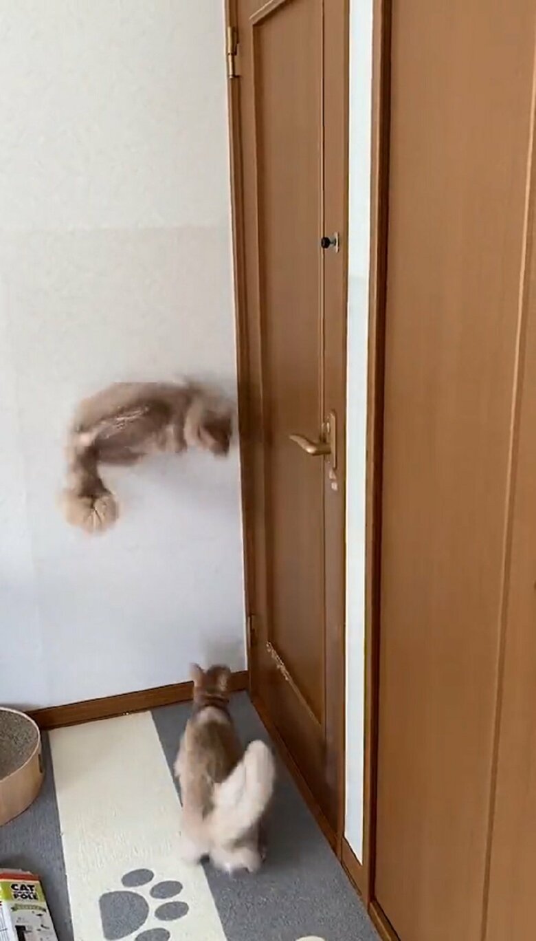 壁を走るかのような凪くん