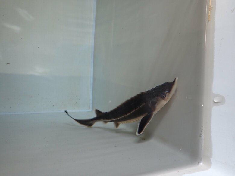 コチョウザメ（提供：近畿大学・水産研究所新宮実験場の稲野俊直准教授）