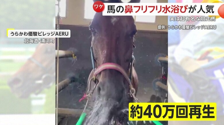 SNSで40万回近く再生されるほど人気を集めている動画（北海道・浦河町の牧場「うらかわ優駿ビレッジAERU」）