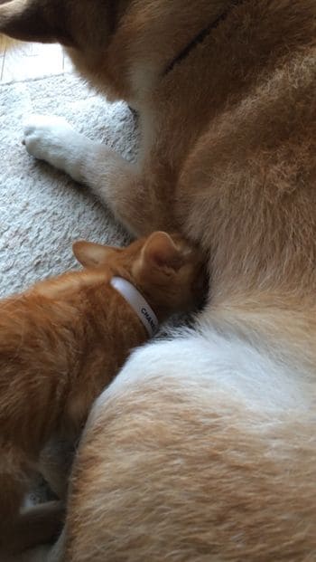 ちまきくんを保護してからの2匹（提供：エンとちぃさん）