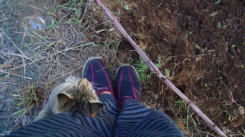 すりすりしてくるという