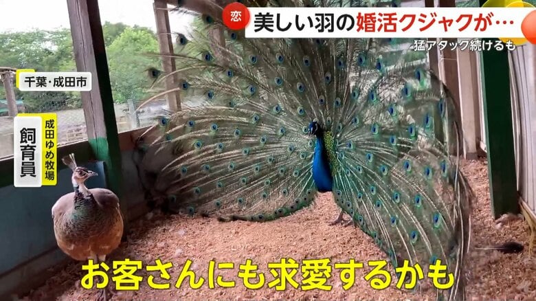 羽を広げるジャックくん