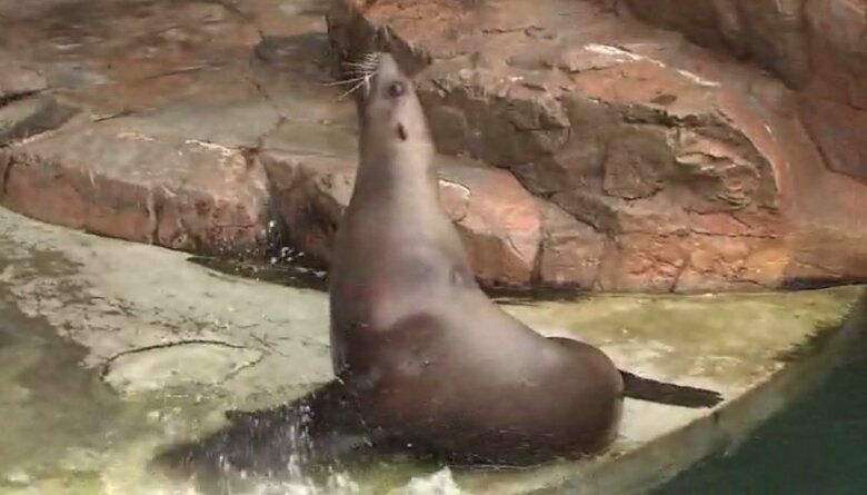 「バイバイ」で手（？）を振るハマ