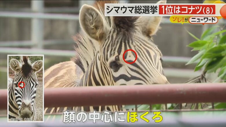 コナツのチャームポイントだという顔の中心にあるほくろ