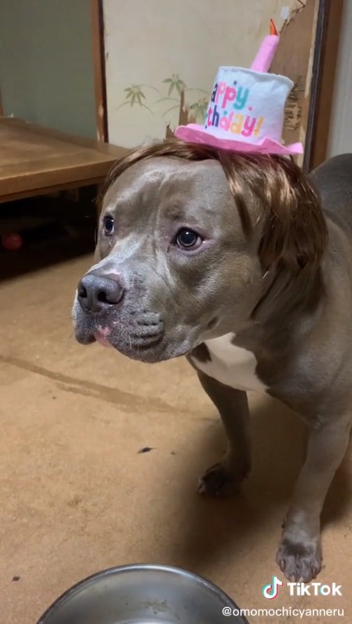 お誕生日のおもちくん。“眉間のシワ”はゼロでごきげん