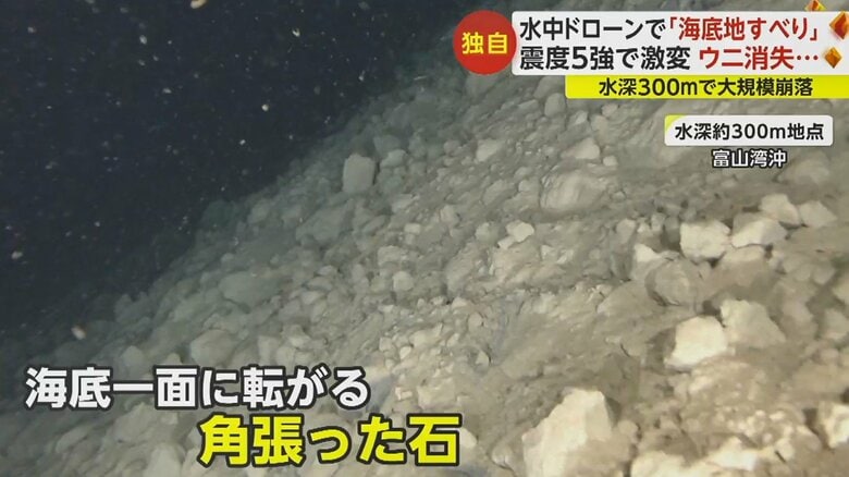 ウニなどの生物は見当たらず