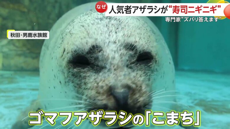 まるでお寿司を握る“大将”のようなゴマフアザラシの「こまち」