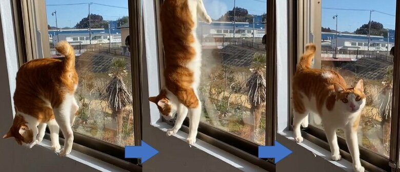 別の日にも華麗に披露