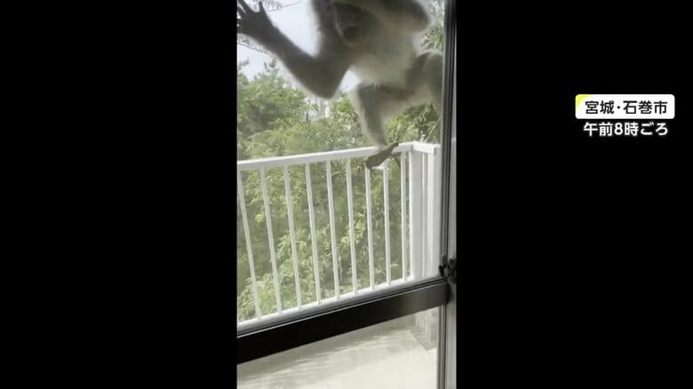 サルが飛びかかってくる様子（その4）