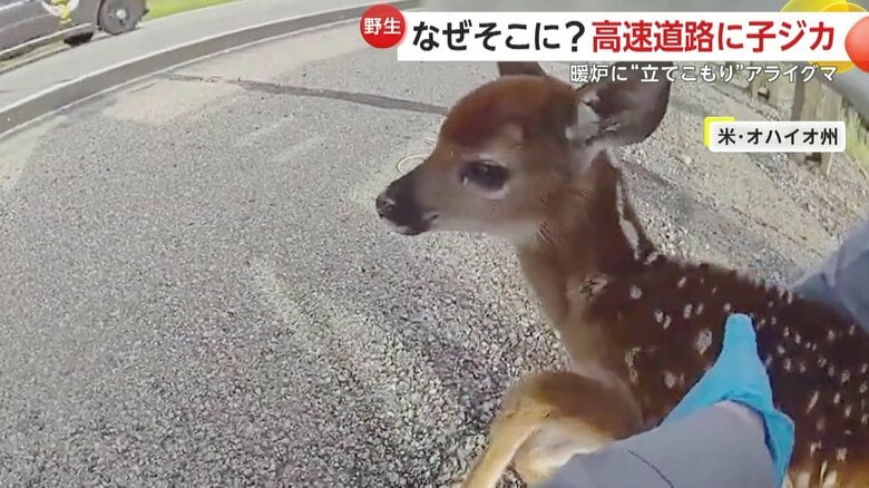 大きくて円らな瞳、そして背中に水玉模様が残る子ジカ（アメリカ・オハイオ州）