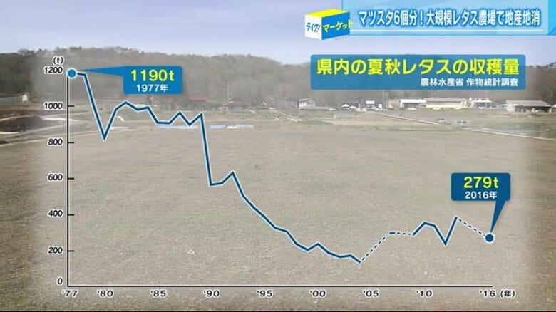 県内のレタス生産量は減少傾向に