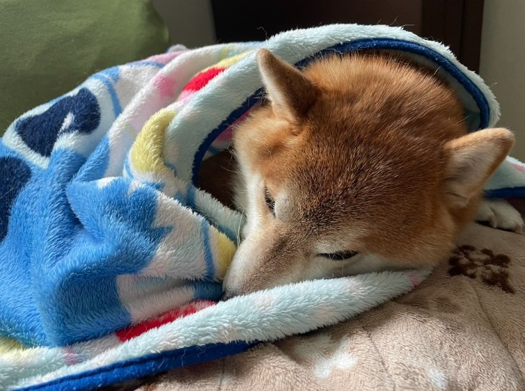 温かいお部屋でぬくぬく