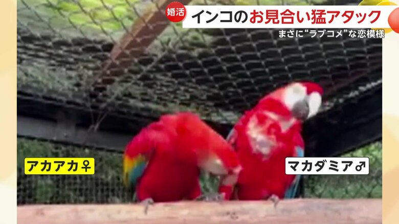 相手をくちばしで突っつき顔を近づけるメス