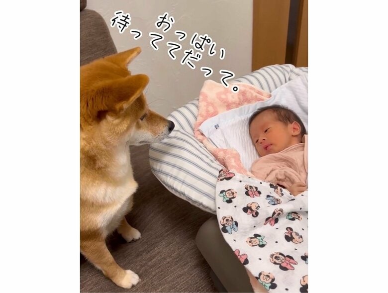 生後15日のまーちゃんを見守るむぎちゃん（提供：柴犬　むぎさん）