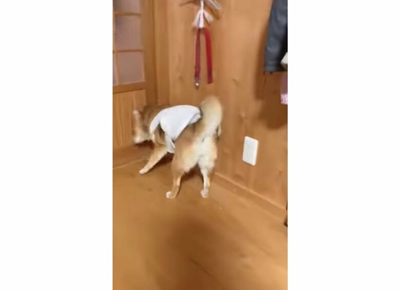 焦ってドアを開けようとしている（提供：shiba_mugi_さん）