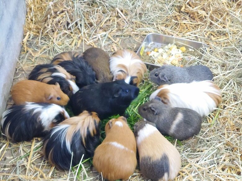 真ん中で堂々と食べている子もいる（提供：おびひろ動物園）