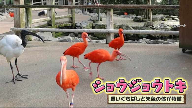 画像：松江フォーゲルパーク