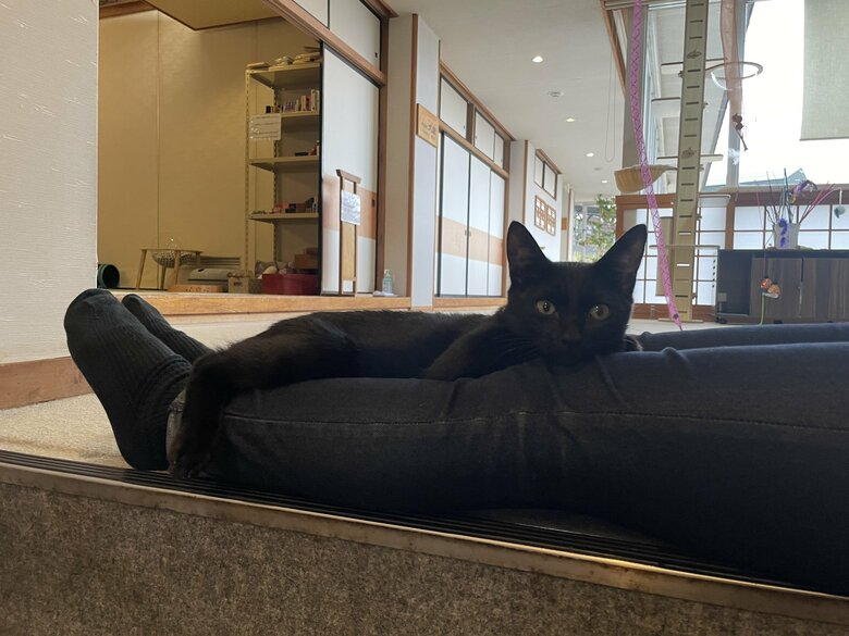 タマくんもお膝温め係に挑戦