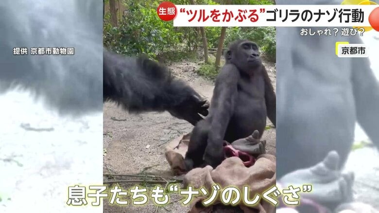 少なくとも7年以上前から見られたというモモタロウの“ナゾのしぐさ”