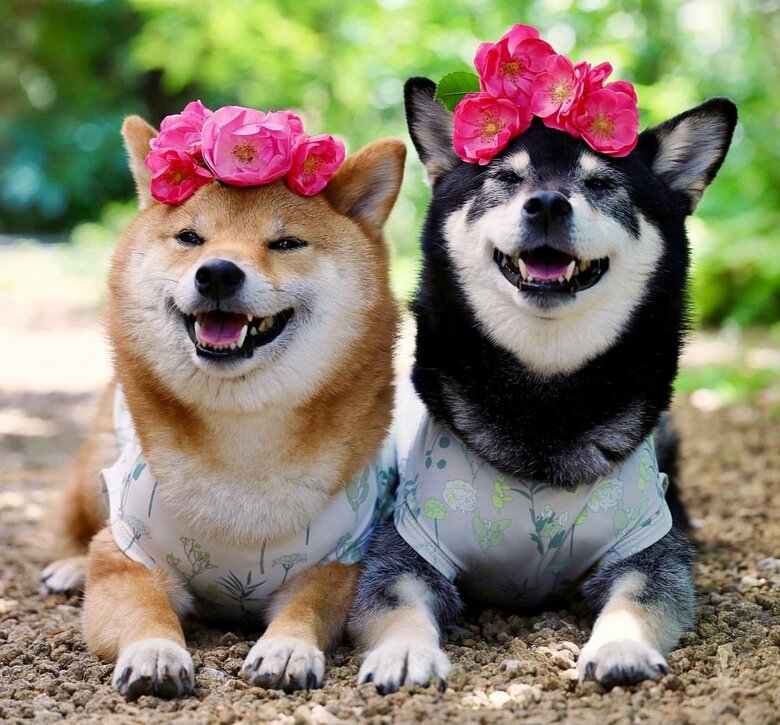 バラのティアラ