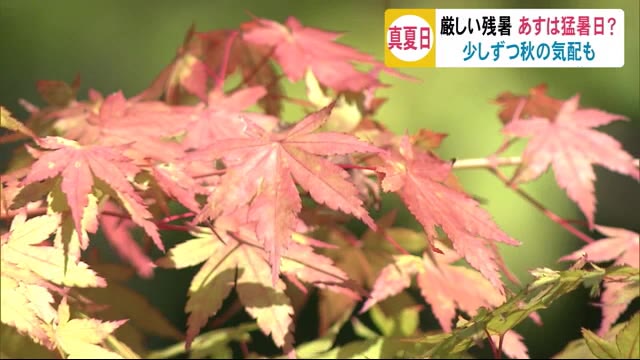 少しずつ秋の気配も…いつまで続く?厳しい残暑で猛暑日か 秋田