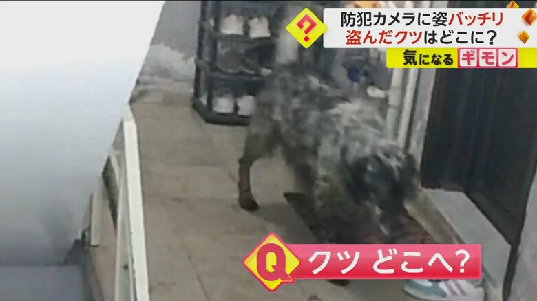 2匹の犬がクツを盗んでいく様子⑤