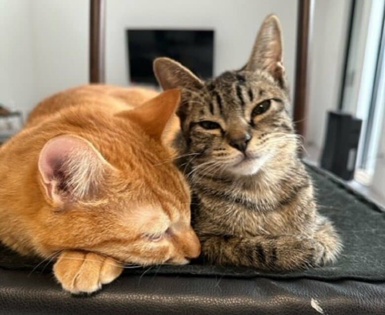 左：とらまるくん　右：一緒に暮らしているキジ猫のももまるちゃん