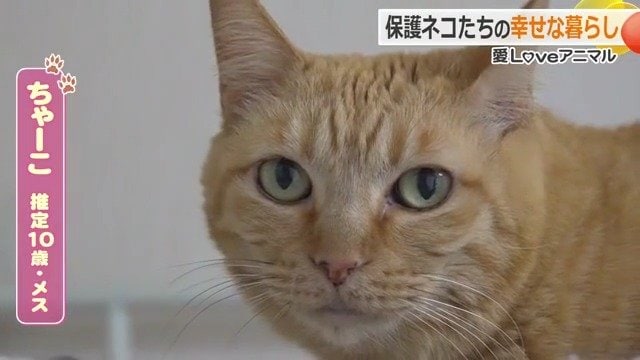 多頭飼育崩壊の現場から救出された