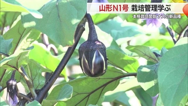 夏の行楽で山形を訪れた際には、ぜひこの新品種・山形N1号を探してみてほしい