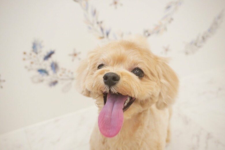 トリミングをしてもらったあもちゃん